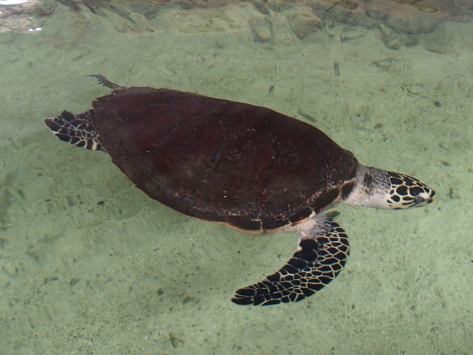 Eretmochelys imbricata, kareta pravá