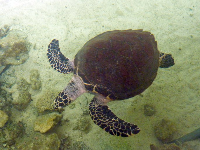 Eretmochelys imbricata, kareta pravá