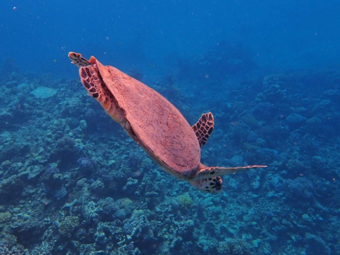 Eretmochelys imbricata, kareta pravá