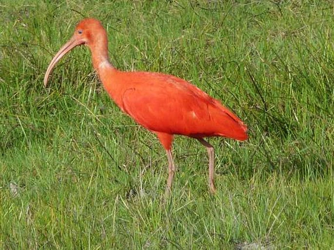 Eudocimus ruber, ibis rudý