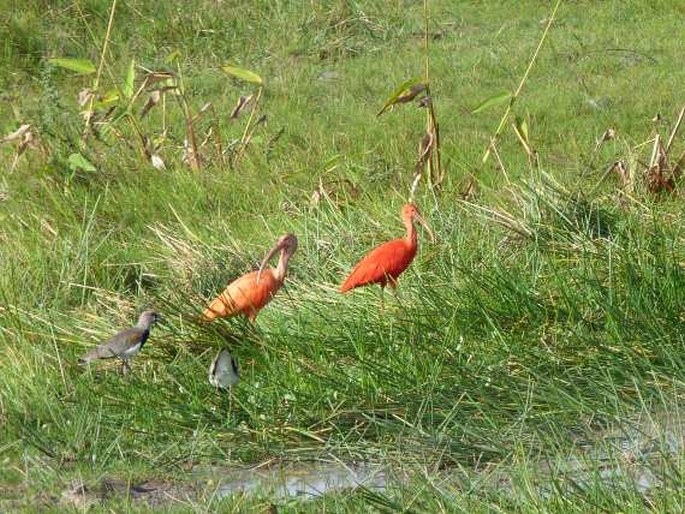 Eudocimus ruber, ibis rudý