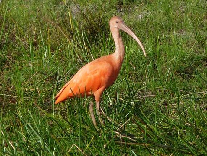 Eudocimus ruber, ibis rudý