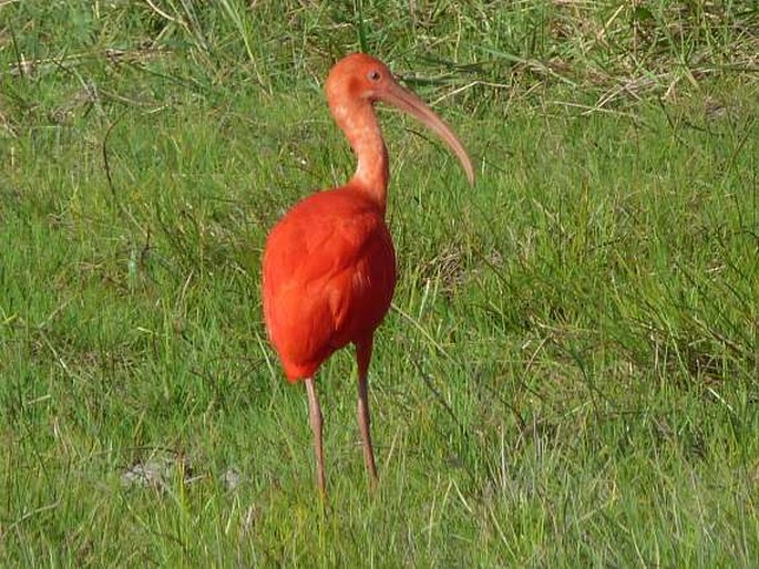 Eudocimus ruber, ibis rudý