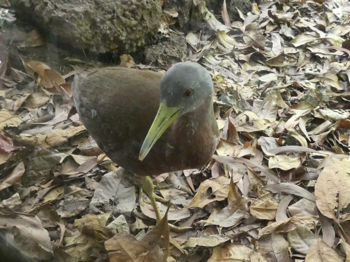 Eulabeornis castaneoventris, chřástal hnědobřichý