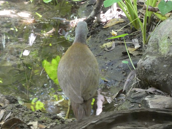 Eulabeornis castaneoventris, chřástal hnědobřichý