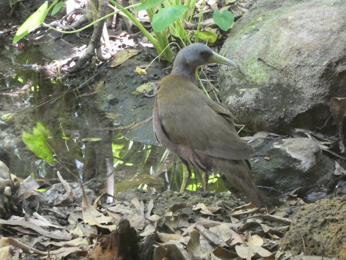 Eulabeornis castaneoventris, chřástal hnědobřichý