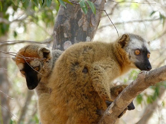 Eulemur rufus (Audebert, 1799); lemur červenavý