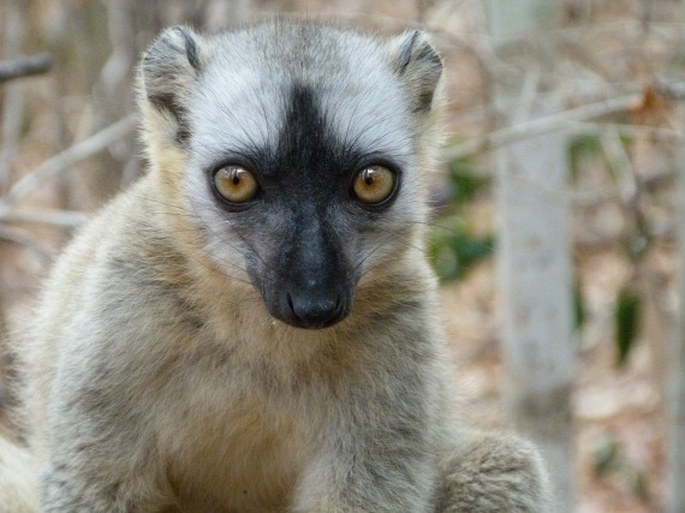 Eulemur rufus