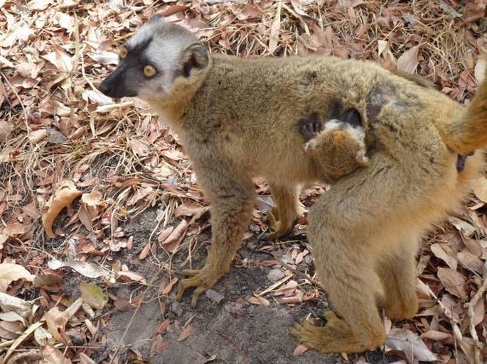 Eulemur rufus