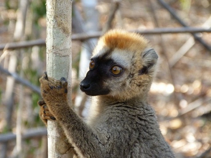 Eulemur rufus