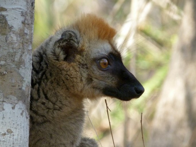 Eulemur rufus