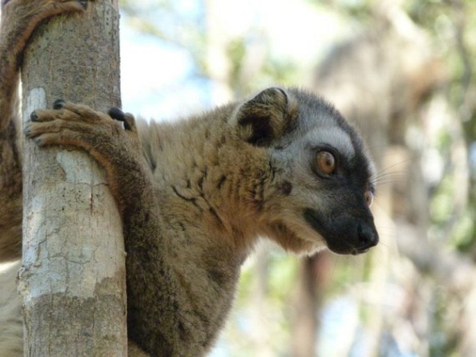 Eulemur rufus