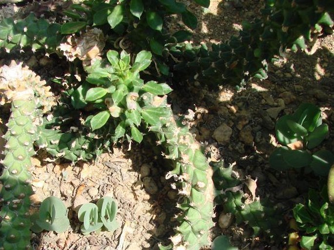 Euphorbia guentheri