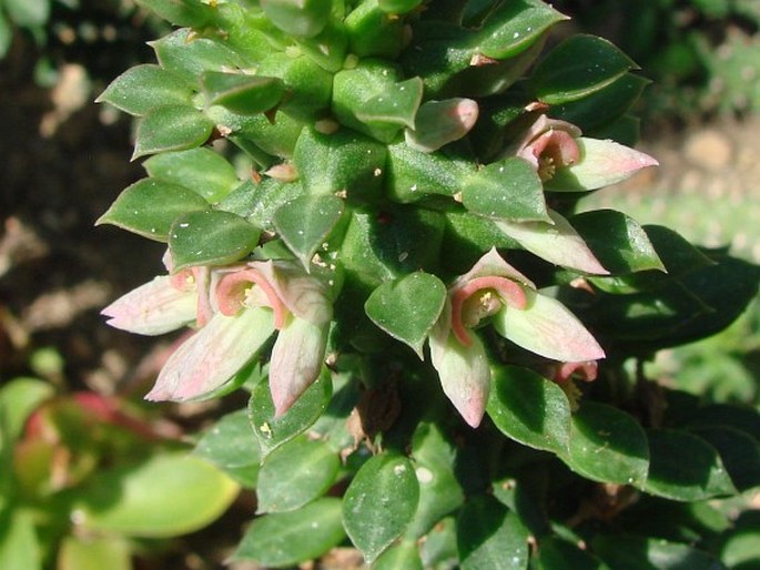 Euphorbia guentheri