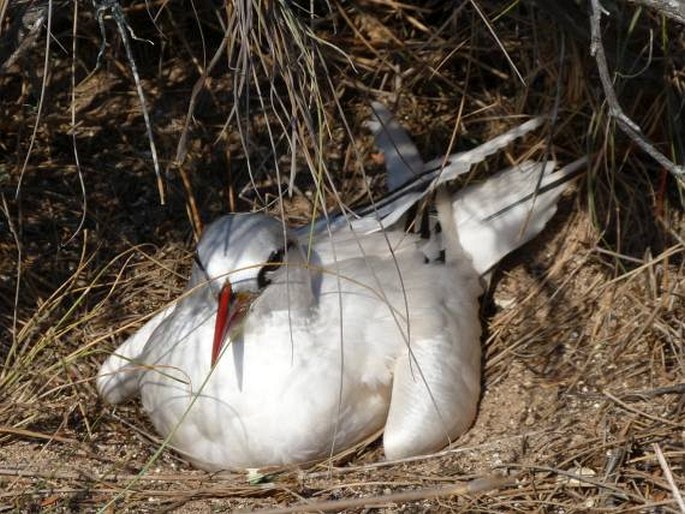 Phaethon rubricauda, faeton červenoocasý