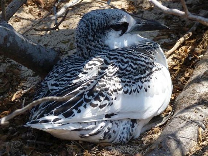 Phaethon rubricauda, faeton červenoocasý