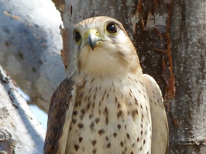 Falco newtoni, poštolka madagaskarská