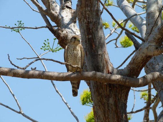 Falco newtoni, poštolka madagaskarská