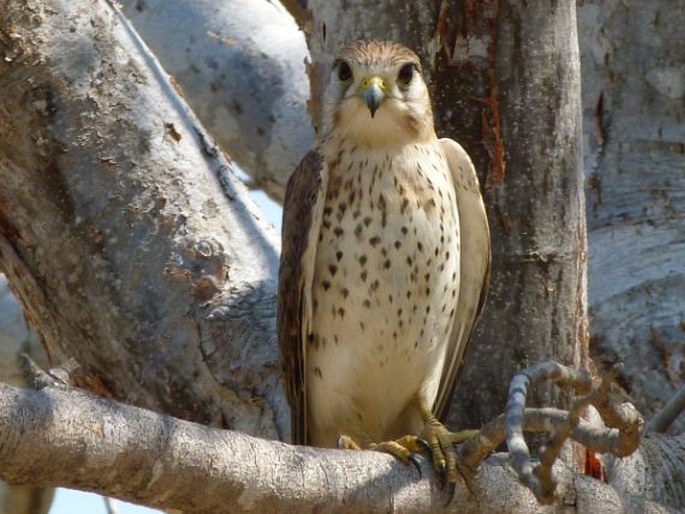 Falco newtoni, poštolka madagaskarská