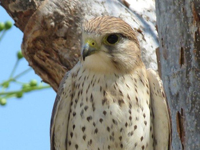 Falco newtoni, poštolka madagaskarská