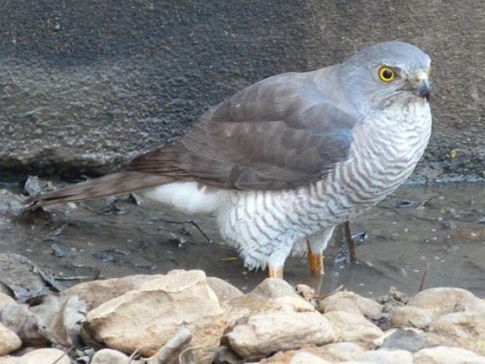 Falco zoniventris, poštolka proužkovaná