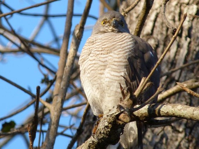 Falco zoniventris, poštolka proužkovaná