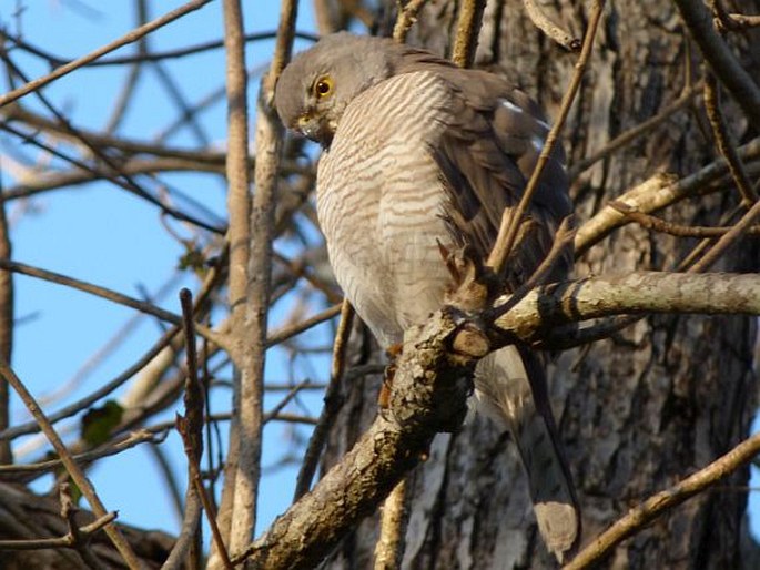 Falco zoniventris, poštolka proužkovaná