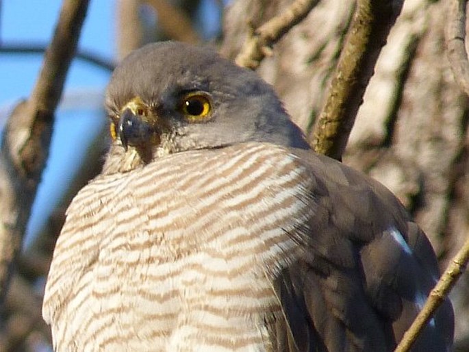 Falco zoniventris, poštolka proužkovaná