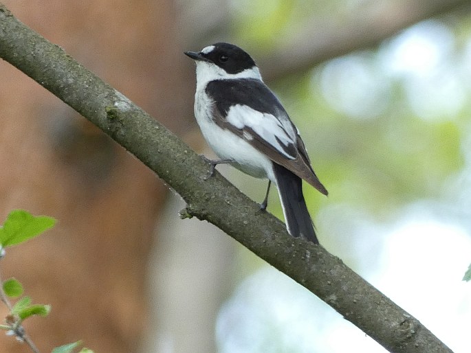 Ficedula albicollis, lejsek bělokrký