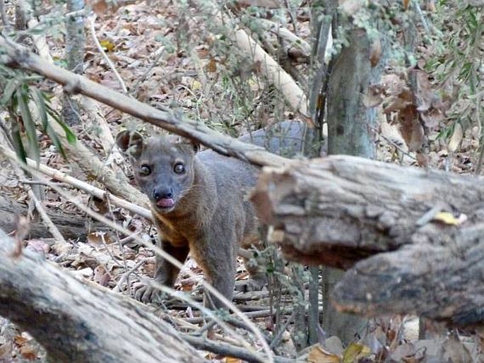 Cryptoprocta ferox, fosa