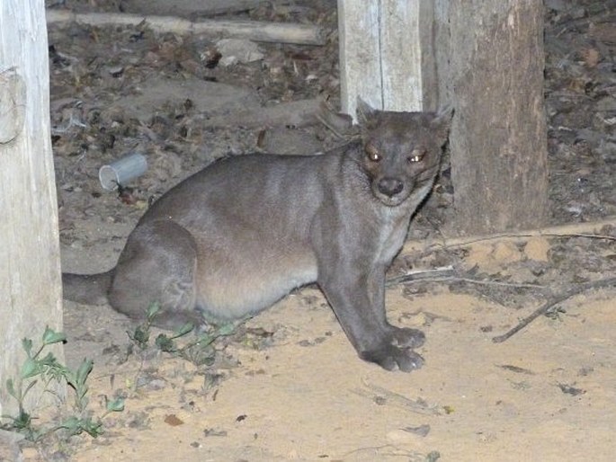 Cryptoprocta ferox, fosa