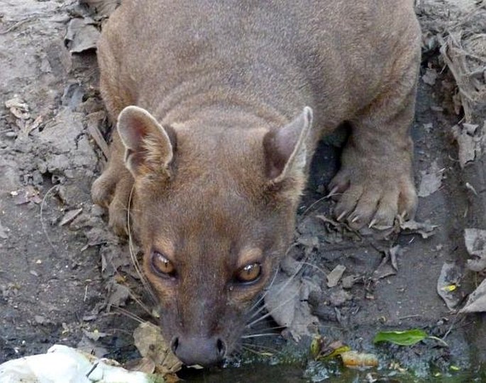 Cryptoprocta ferox, fosa