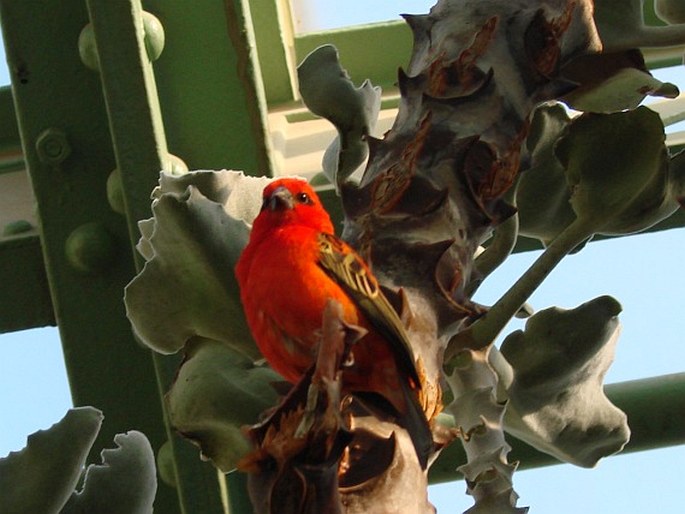 Foudia madagascariensis, snovatec madagaskarský