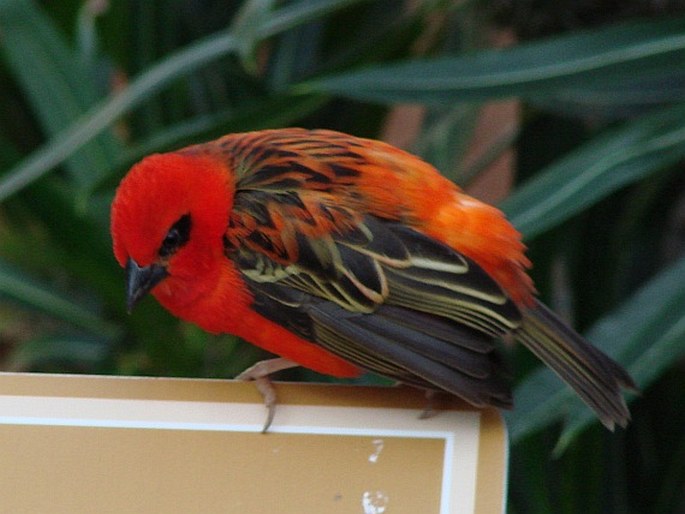 Foudia madagascariensis, snovatec madagaskarský