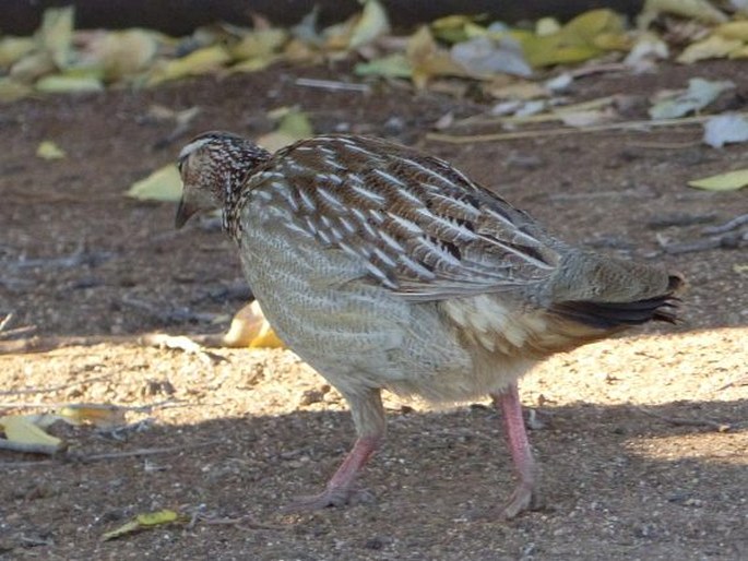 Dendroperdix sephaena, frankolín chocholatý