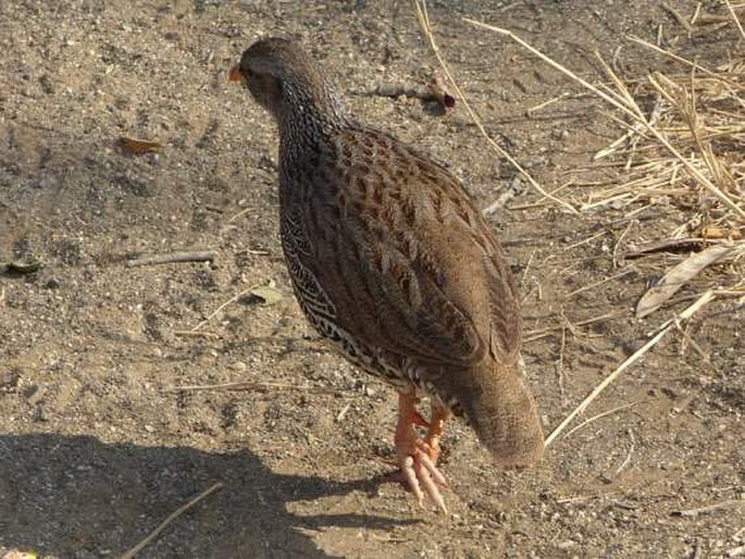 Francolinus natalensis, frankolín natalský