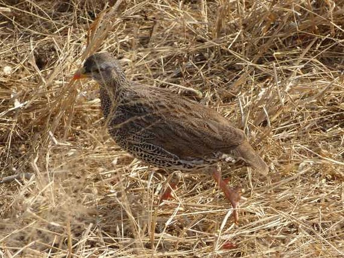 Francolinus natalensis, frankolín natalský