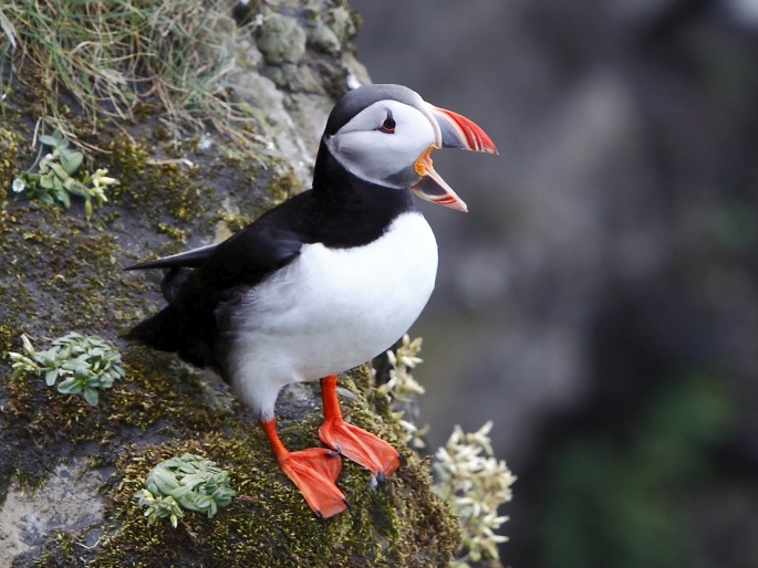 Fratercula arctica, papuchalk ploskozobý