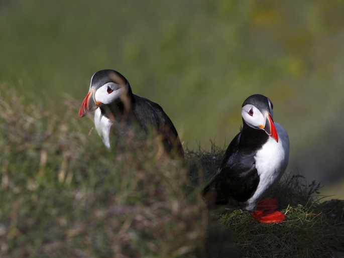 Fratercula arctica, papuchalk ploskozobý