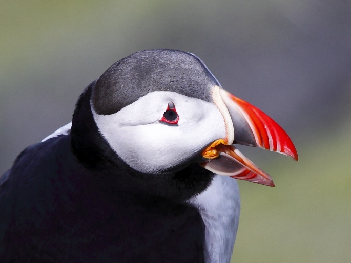 Fratercula arctica, papuchalk ploskozobý