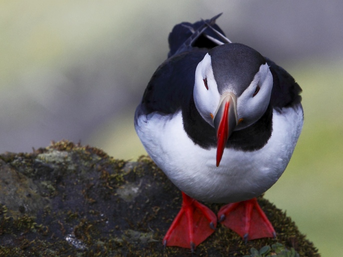 Fratercula arctica, papuchalk ploskozobý