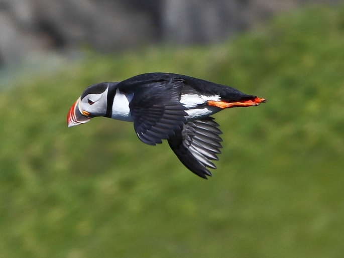 Fratercula arctica, papuchalk ploskozobý