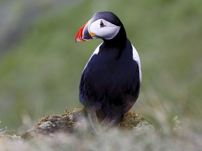 Fratercula arctica, papuchalk ploskozobý