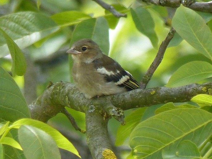 Fringilla coelebs, pěnkava obecná