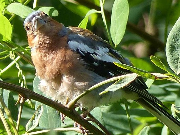 Fringilla coelebs, pěnkava obecná