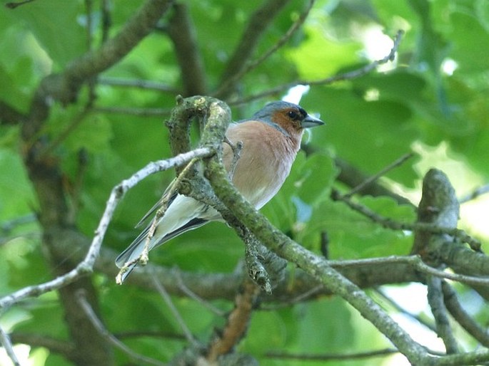 Fringilla coelebs, pěnkava obecná