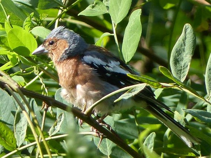 Fringilla coelebs Linnaeus, 1758; pěnkava obecná