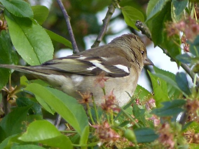 Fringilla coelebs, pěnkava obecná