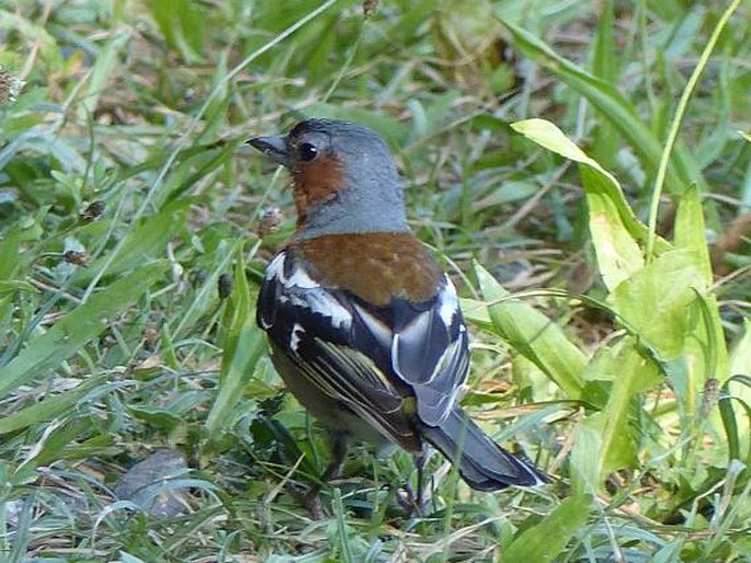 Fringilla coelebs, pěnkava obecná