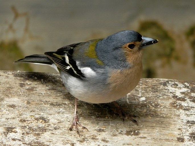 Fringilla coelebs subsp. maderensis Sharpe, 1888; pěnkava obecná madeirská